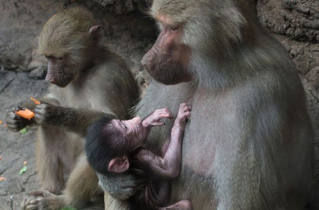 Prospect Park Zoo Welcomes New Hamadryas Baboon Baby